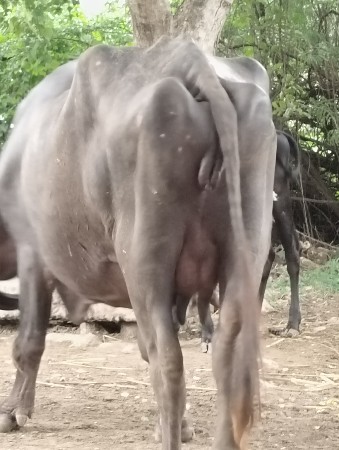 પેલા વેતર ની ખડેલી