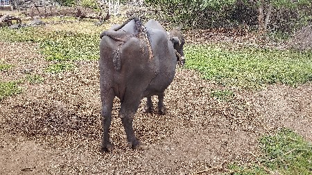 3 જુવેતર
