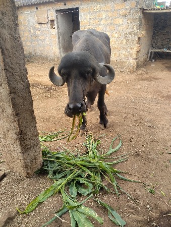 જાફરાબાદી ખડેલી વેચવાની છે.
