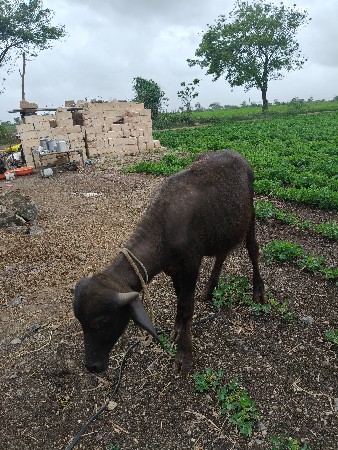 વેચવાનું છે
