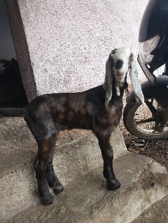 એક બોકડો