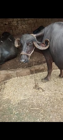 આ ભેંસ વેચવાની છે