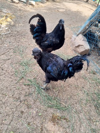 🐓 કડકનાથ મુરધો બેસવાનો છે