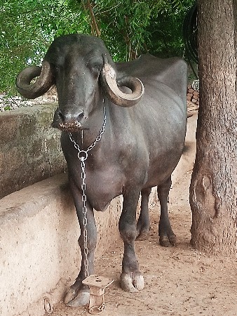 ભેસ વેચવાની છે