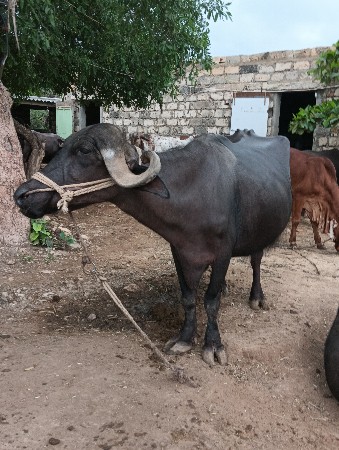 ભેંસ વેચવાની છે