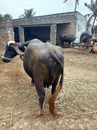 ભેંસ વેચવાની છે