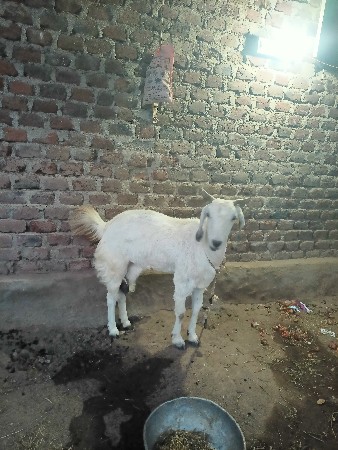 બકરી