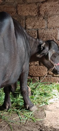 પેલુ વેતર