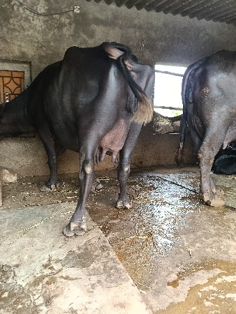 ભેંસ વેચવાની છે