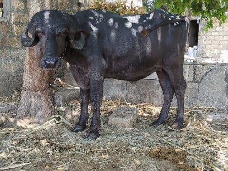 ખંડેલી વેચવાની છે.