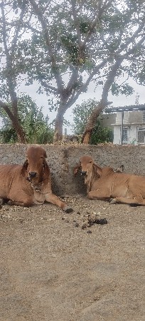 1 ગાય નીચે વાછડી 
અને 1 હોડકી v