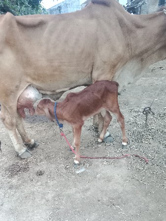 આ ગાય વેચવાની છે