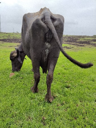 ભેસ વેચવાની છે