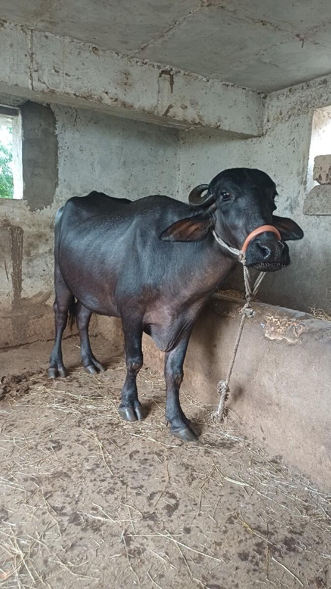 ભેસ વેસવાની છે