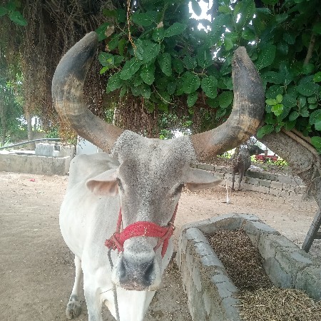 બરધ વેચવાનો ફુલ પારીરો ડાબીયાર