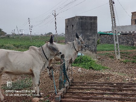 બળદ વેશવાના છે