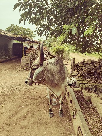 બળદ વેચવા ના છે