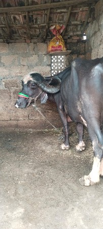 ત્રીજો વેધર