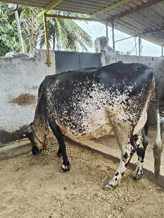 ગાય વેચવાની છે