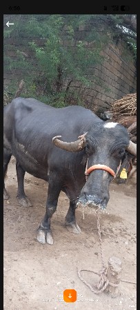 vechavani che