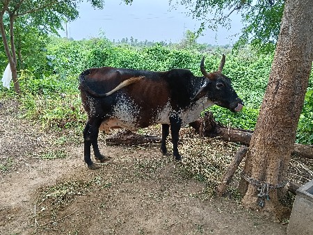 જર્સી ગાય વેચવાની સે