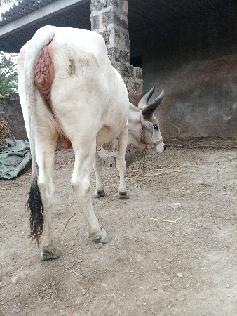 પેલા વેતર ની હોડકી vesavani સે b