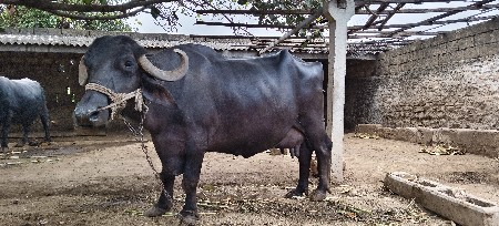 ભેંશ બેસવાની છે