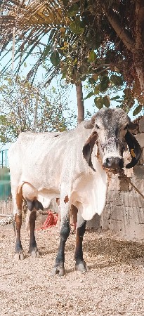 જય વેચવાની છે