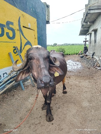 ભેંશ વેચવા ની સે