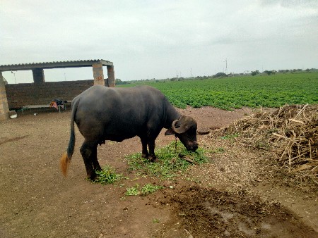બે ભેંસો વેચવાની છે
