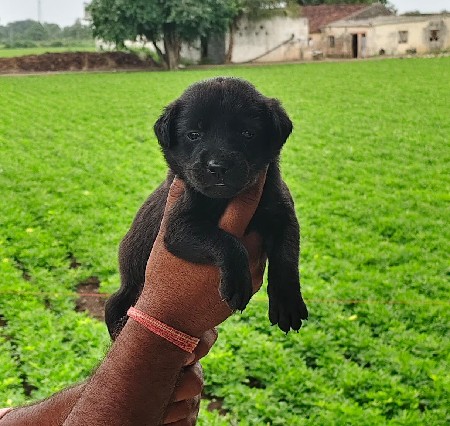 લેબરા ગલુડિયું વેચવાનું છે