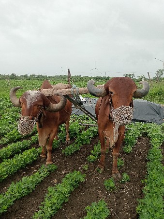 બળદ વેચવા ના છે