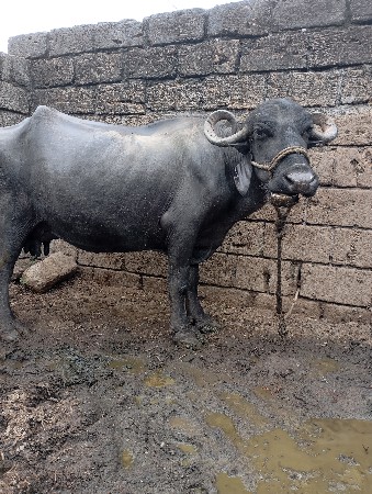 ભેશ વેચવાની છે