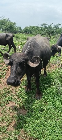 ભેસૂ વેચાવ છે