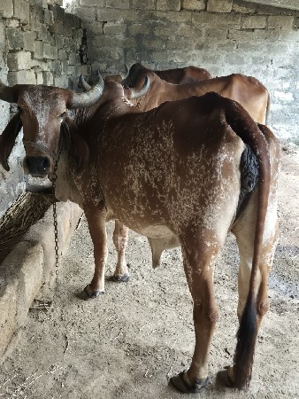 ગાય વેચવાની છે
