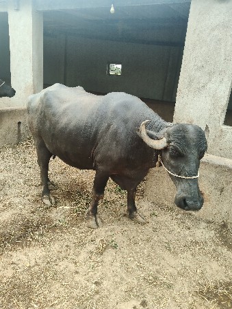 ભેંસ વેચવાની છે