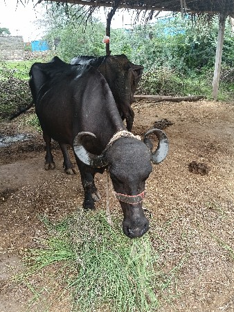 ભેંસ વેચવાની છે બીજું વેતર