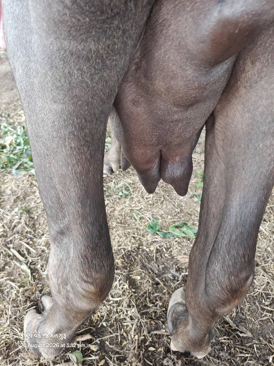 ખડેલી