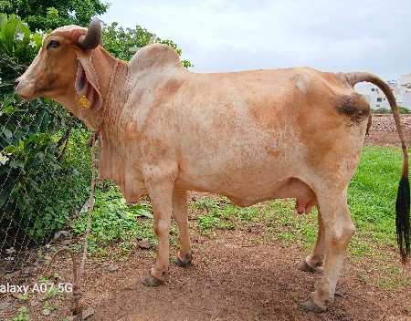 ગાય વેચવાની છે
