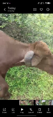 ભેંશ વેચવાની છે