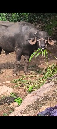 ઓરજનલ દેસેપાડો