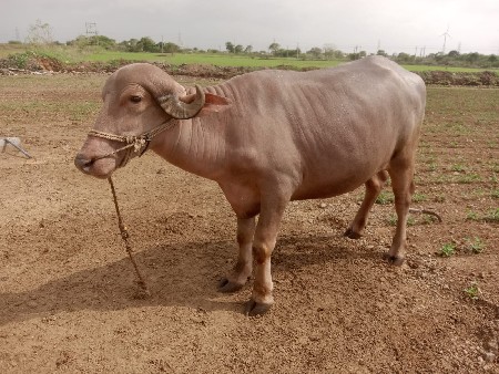 વેચવાની