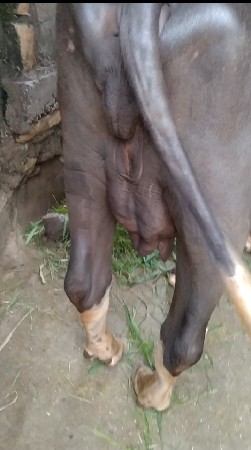 ભેંસ વેચવાની છે