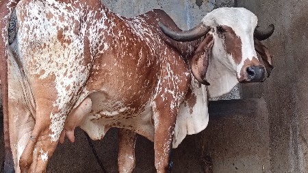 વેચવાની
