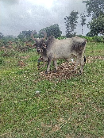 બરધ વેસવાનો સે