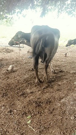 ભૈસ