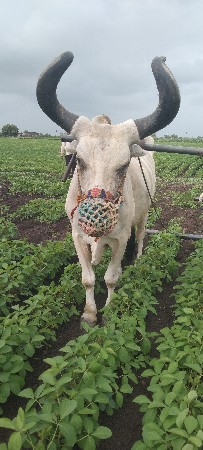 બળદ વેચવાનો છે