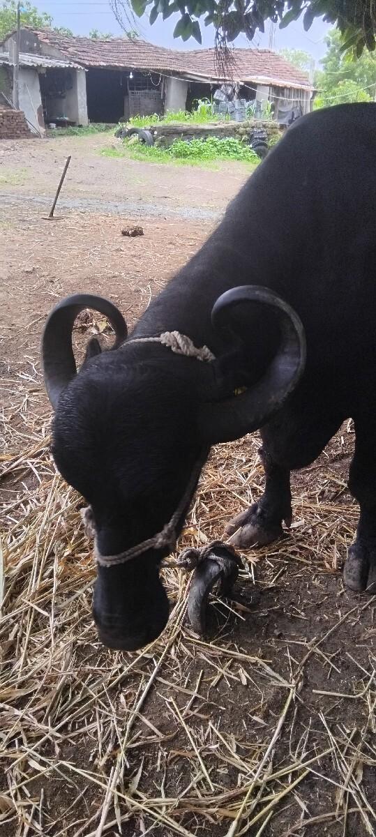 2 ભેહૂવેસવાની છે