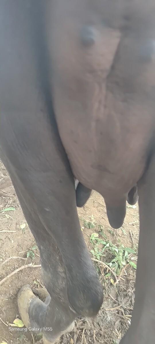 ખડેલી વેચવાની છે