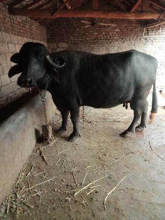 vechavani che